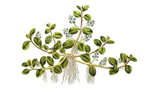 Medicinal Plant Image Drucke: Bach's Bush, Veronica beccabunga