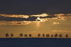 Evening Sun In Germany Drucke: Back-lit row of trees at sunset, Germany
