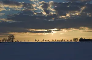 Evening Sun In Germany Drucke: Back-lit row of trees at sunset, Germany