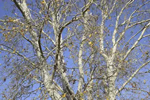 Silver Poplar Tree Drucke: Background of the branches of a silver poplar
