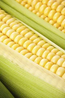 Deserted Breakfast Scene Drucke: Background from corn cobs closeup