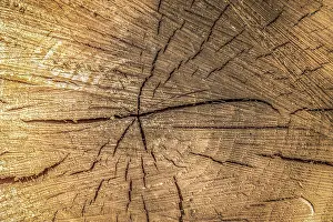 No People In Woods Drucke: Background of cracked pine log close up