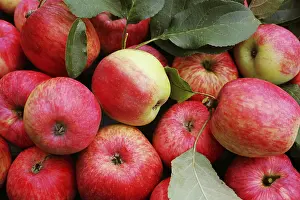 Fresh Red Apples Drucke: Background with fresh red apples. Top view