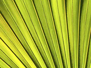 Close Up Nature Photography Drucke: Background, leaf detail of a palm tree