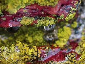 Nature Macro Photography Drucke: Background, macro. Surface of stone