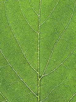Open Air Nature Scenes Drucke: Background from oak green leaf