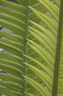 Nature Landscape Images Drucke: Background of a overlapping palm leaves