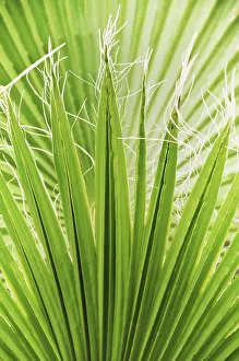 Open Air Plant Photography Drucke: Background Of The Palm Leaf In The Sunlight