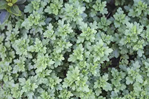 Empty Landscape With Flowers Drucke: Background pattern of Chrysanthemum leaves