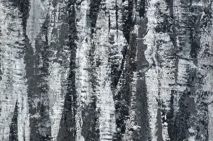 Tree Bark Texture Drucke: Background of the plastered texture with the effect of tree bark