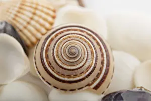 Wild Sea Creature Images Drucke: Background from a sea shells
