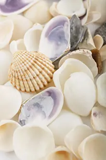 Deserted Beach Background Drucke: Background from a sea shells