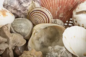 Deserted Beach Background Drucke: Background from a sea shells