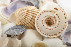 Marine Animal Photography Drucke: Background from a sea shells