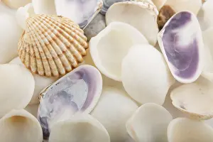 Wildlife Photography Sea Creatures Drucke: Background from a sea shells