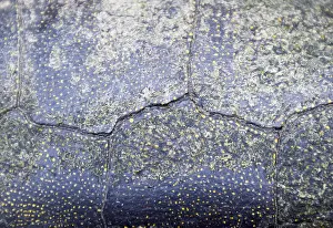 Reptile Wildlife Photography Drucke: Background texture of tortoise shell. Turtle shell