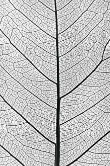Deserted Plant Background Drucke: Background from tree leaf close up