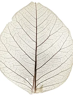 Close Up Nature Photos Drucke: Background from tree leaf close up