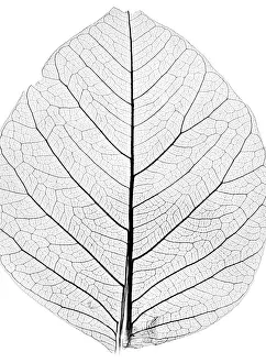No People Outdoor Shots Drucke: Background from tree leaf close up