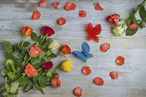 Empty Studio With Flowers Drucke: Background, Valentine's day
