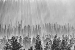 Norrbotten County Images Drucke: Backlight over forest area, Gallivare