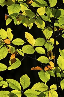 German Beech Trees Drucke: Backlit beech leaves against a black background
