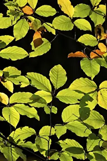Backlit Beech Leaves Drucke: Backlit beech leaves against a black background