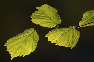 European Beech Trees Drucke: Backlit beech leaves against a dark background