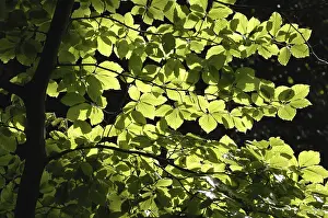 Deserted Forest Landscapes Drucke: Backlit Beech Tree (Fagus)