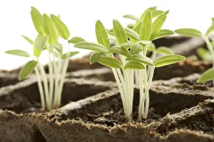 Deserted Plant Scene Drucke: Backlit sprouting plants with white background