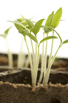 Botanical Photography Drucke: Backlit sprouting plants with white background