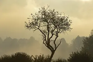 Solitary Tree In Fog Drucke: Backlit tree, Triestingtal valley