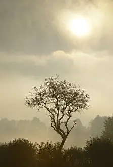 Backlight Shot Of A Tree Drucke: Backlit tree, Triestingtal valley