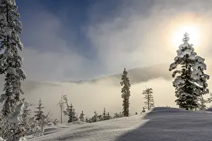 Vorarlberg Mountain Scenery Drucke: Backlit winter mountain forest