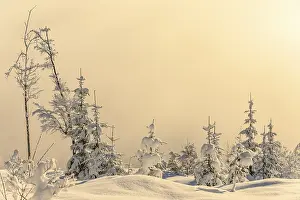 Vorarlberg Mountain Scenery Drucke: Backlit winter mountain forest