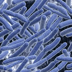 Risk Of Infection Drucke: Bacteria