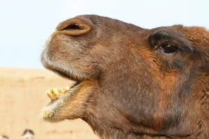 Bactrian Camel Drucke: Bactrian camel
