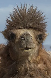 Uninhabited Mongolian Countryside Drucke: Bactrian camel (Camelus bactrianus)