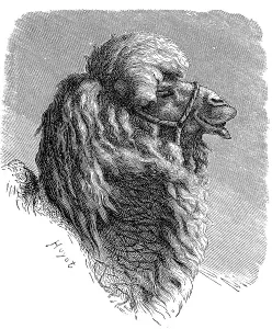 Camelus Bactrianus Drucke: Bactrian camel, Camelus bactrianus