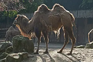 Drucke von Bactrianer Kameel (Camelus ferus) gegen das Licht, in Gefangenschaft, Deutschland Trampeltier Drucke: Bactrianer Kameel (Camelus ferus) gegen das Licht.