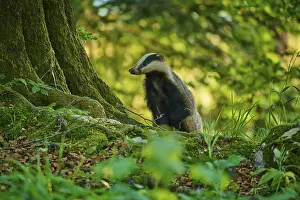 Verwandte Bilder Drucke: Ein Dachs neben einem mit Moos überzogenen Baum im Wald in der Tageslicht.