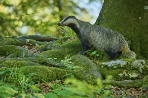 Southeastern Europe Fauna Drucke: A badger on mossy ground next to a tree in a dense forest