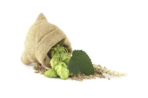 Plain Colored Background Photoshoots Drucke: Bag full of hops and wheat isolated on white background