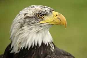 Drucke von Bald Eagle Weißkopfseeadler Drucke: Bald Eagle