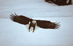 Drucke von Bald Eagle, Chilkat River, Alaska, USA (Haliaeetus leucocephalus) Leucocephalus Drucke: Bald Eagle, Chilkat River, Alaska