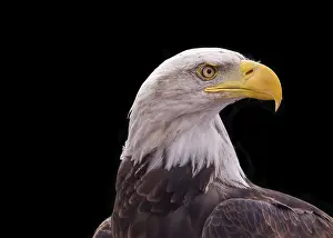 Dark Colored Background Photo Drucke: Bald Eagle closeup on a black background