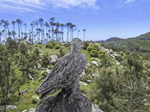 Drucke von Ein majestätischer Vogel, der König der Lüfte: Ein Adler in all seiner Pracht. Seine Schwingen breiten sich weit aus, während er auf die Jagd geht Weißkopfseeadler Drucke: Ein Adler, ein Raubvogel