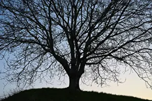 Hilly Landscape Germany Drucke: Bald, Tree, Backlight, Spring, Feldberg