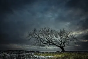 Solitary Tree Landscape Drucke: Bald tree on rocky ground with dramatic cloud sky