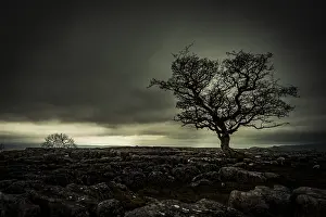 Gloomy Evening Atmosphere Drucke: Bald tree on rocky ground with dramatic cloud sky